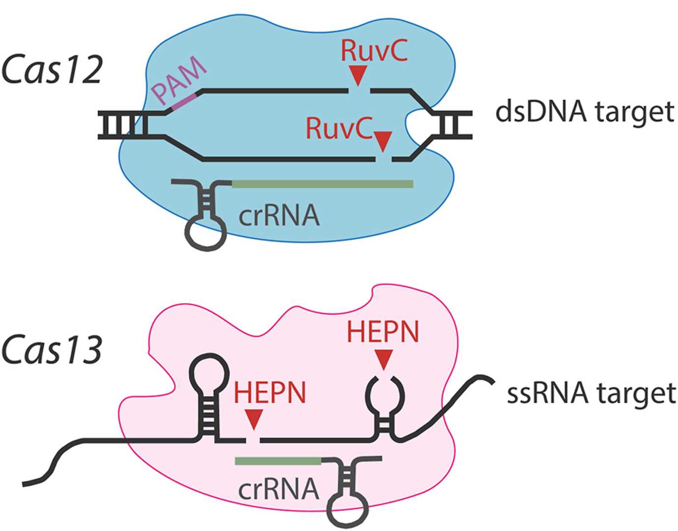 Comparison of Cas12 and Cas13 diagnostic detection mechanisms