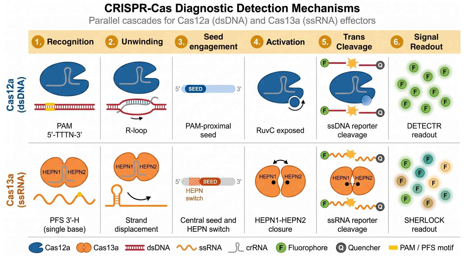 Stage-gated CRISPR diagnostics development workflow