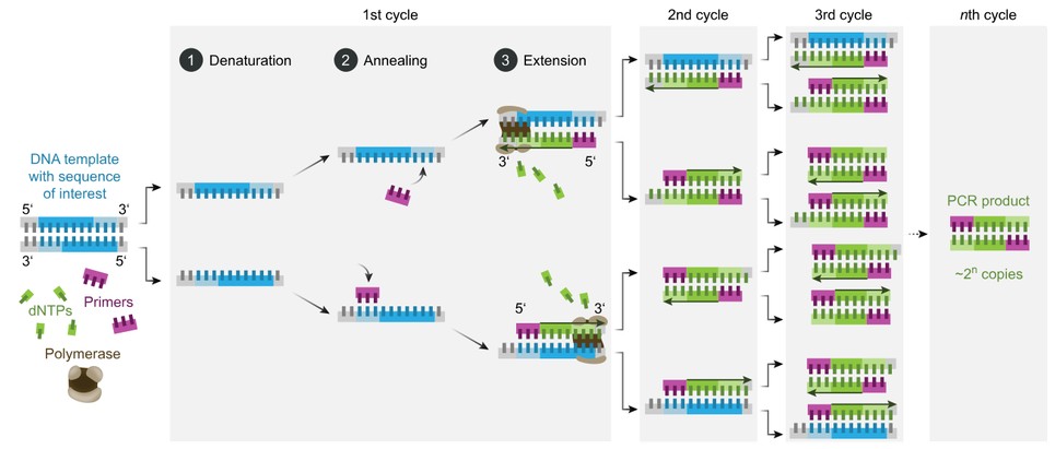 PCR and qPCR enzyme system from clinical nucleic acid to fluorescence result