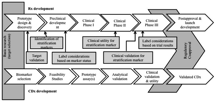 Stage-gated drug diagnostic co-development model