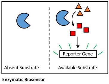 Reporter enzyme signal generation in a biosensor