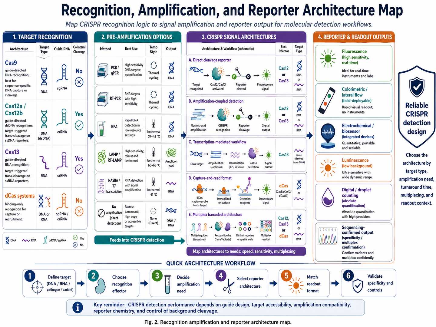 Recognition amplification and reporter architecture map