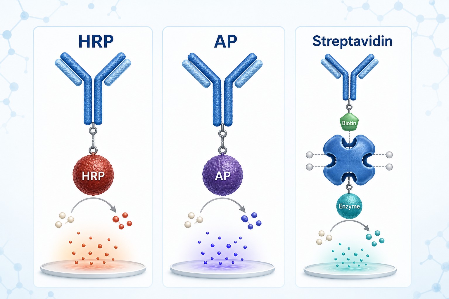 HRP AP and streptavidin conjugate selector