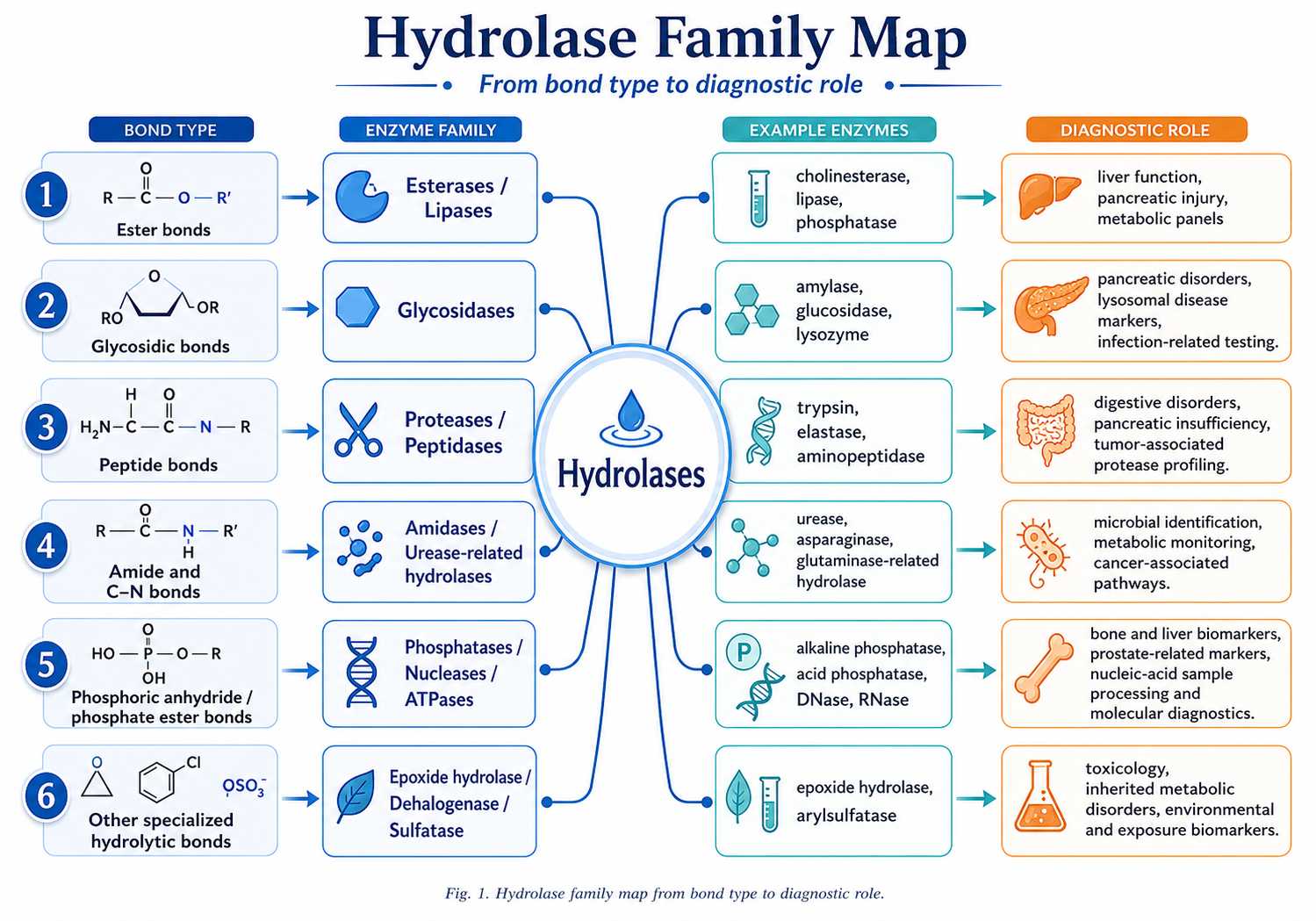 Hydrolase family map from bond type to diagnostic role
