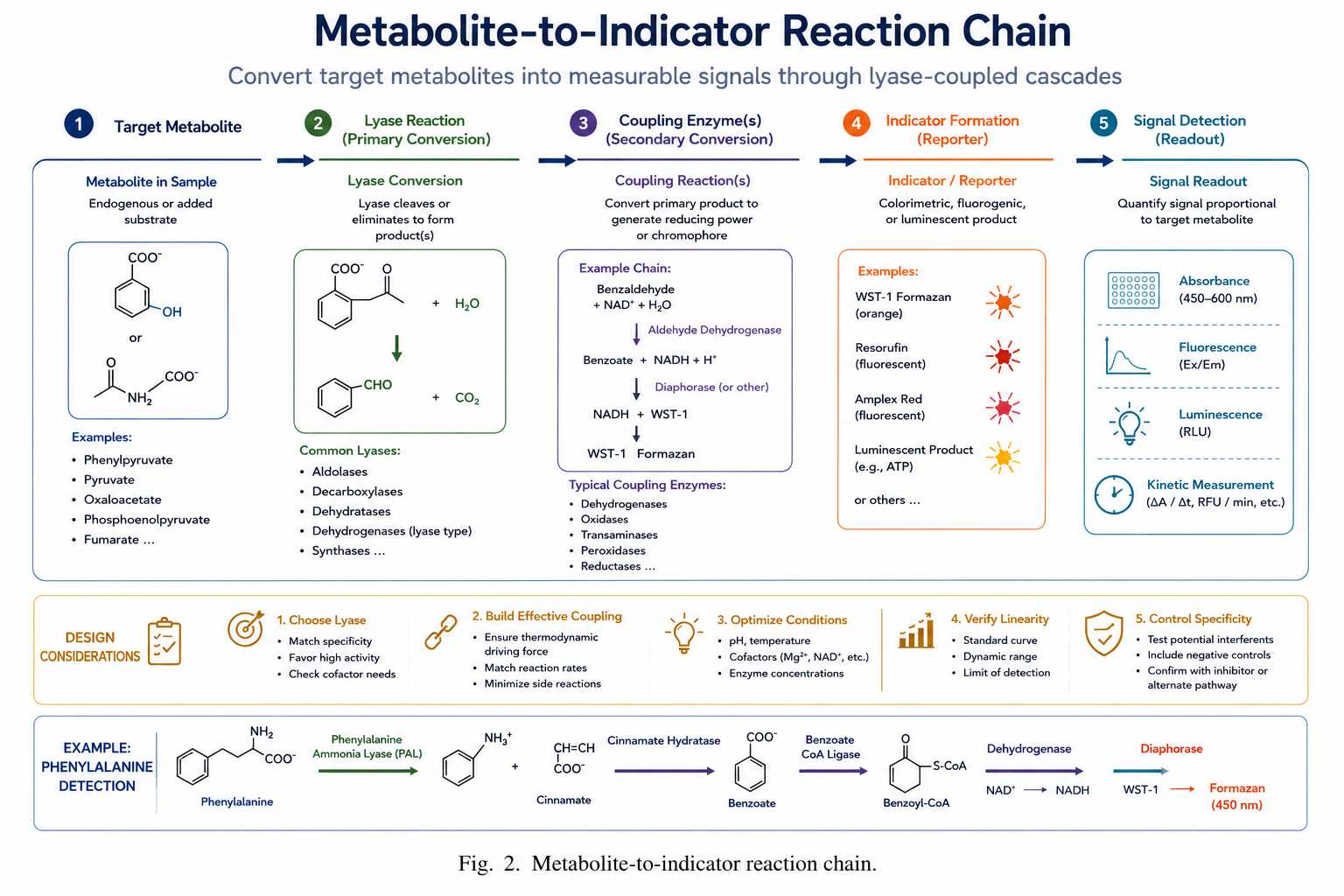 Metabolite-to-indicator reaction chain