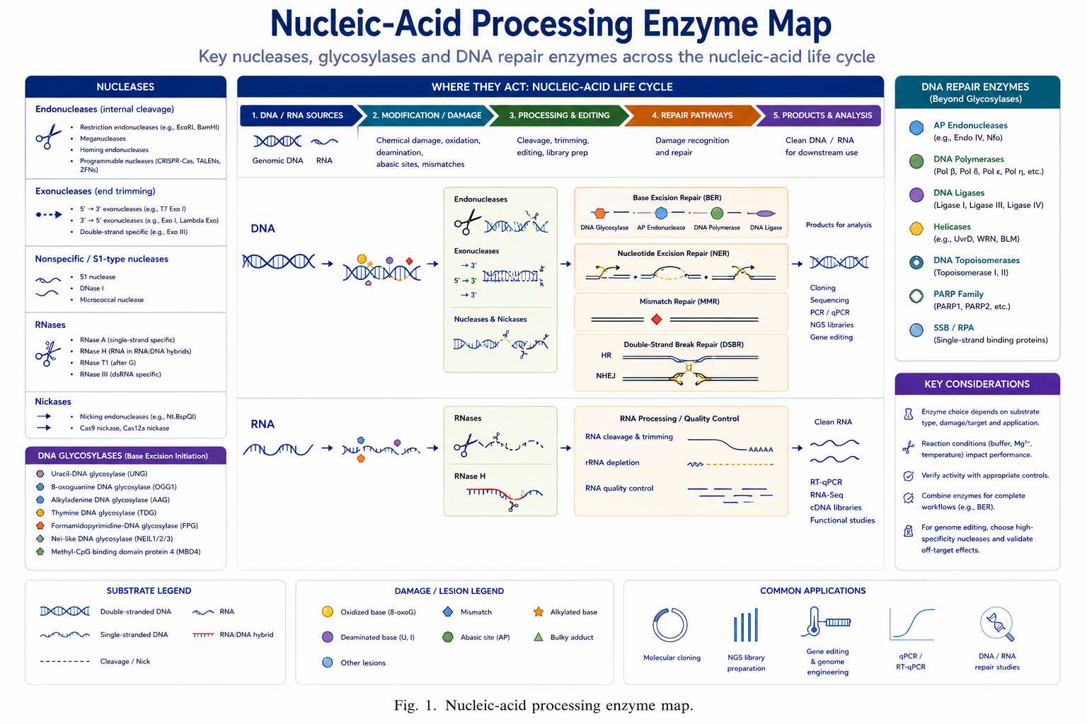 Nucleic-acid processing enzyme map