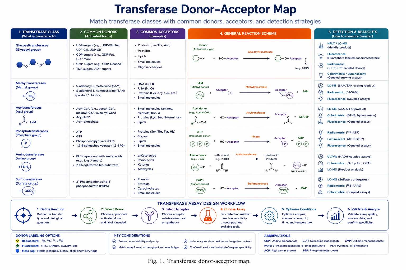 Transferase donor-acceptor map